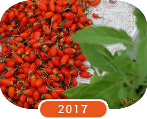 bunch of red fresh goji berries bunch of red fresh goji berries